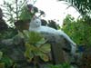 Le chat de Maya