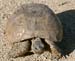 Une tortue sur la route du boulot